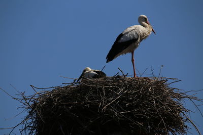 Bird perching on nest against clear blue sky