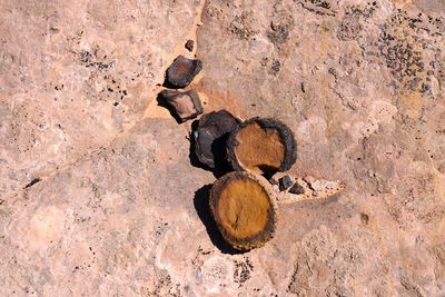 Close-up of rock on field