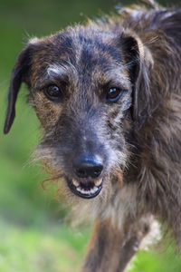 Close-up portrait of dog