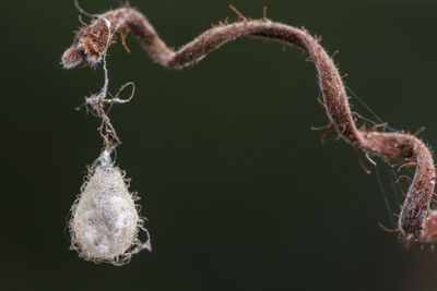 Close-up of dead plant