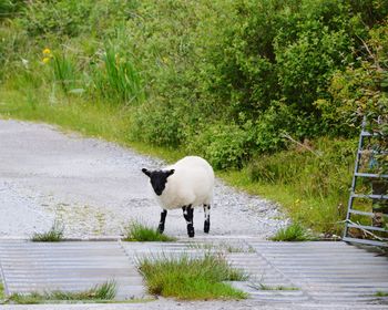 Sheep standing on road by trees