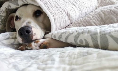 Close-up of dog relaxing on bed