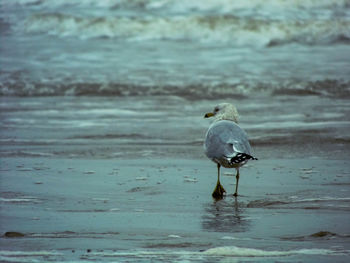 Close-up of bird perching on shore