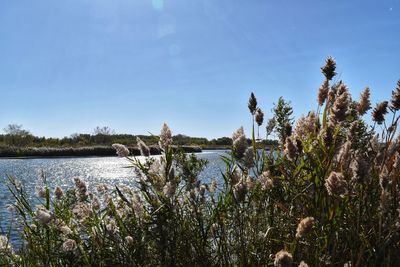 Plants by river against sky