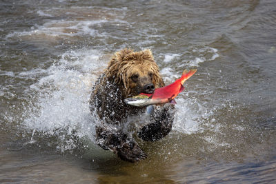 Big brown bear runs in shallow river and caught a king salmon