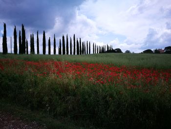 Scenic view of flowering plants on field against sky