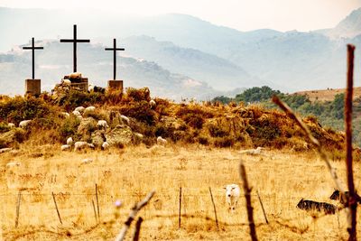 Plants growing on land against sky