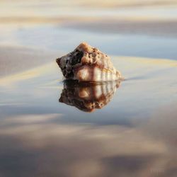 Close-up of shells on the lake