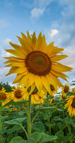 Close-up of yellow sunflower growing in field