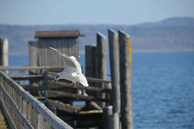 Close-up of seagull flying over sea against sky