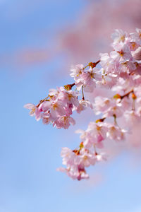 Low angle view of pink cherry blossom