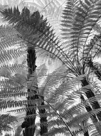 Low angle view of bird on palm tree