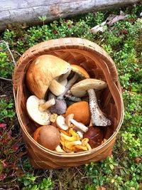 High angle view of mushrooms in basket