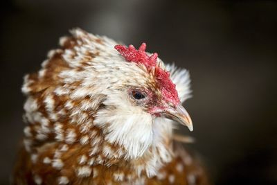 Close-up of a bird