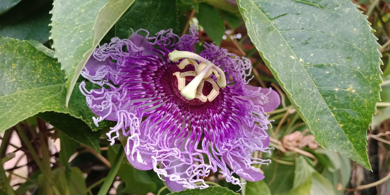 CLOSE-UP OF PURPLE FLOWERING PLANTS