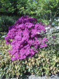 plant