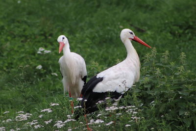 View of birds on grass