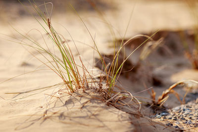 Close-up of green grass growing in the desert of sand, close-up