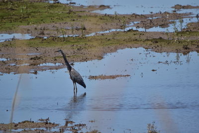 High angle view of gray heron on lake