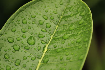 Close up shot of water drops in the green leafs on the garden, rain drops on the green leafs