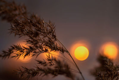 Delicate grasses against a sunny, gold-colored background with a beautiful bokeh.