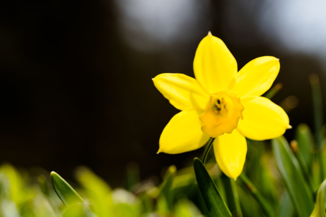 CLOSE-UP OF YELLOW FLOWER