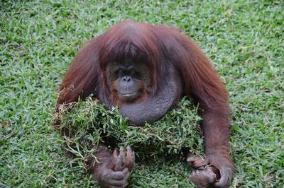 High angle view of orangutan on plant