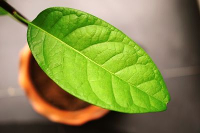 Close-up of leaf