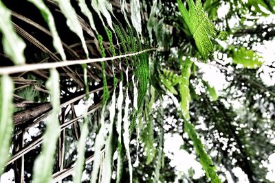 Low angle view of ivy growing on tree