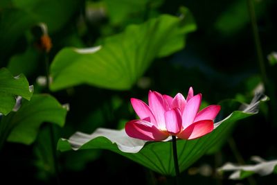 Close-up of pink lotus water lily