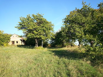 View of trees against sky