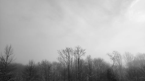 Bare trees against sky during foggy weather