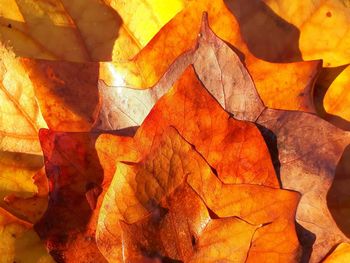 Full frame shot of autumn leaves