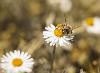 Close-up of insect on yellow flower