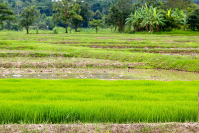 Scenic view of agricultural field