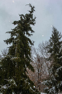 Low angle view of trees against sky