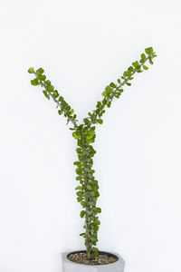 Close-up of plant against white background