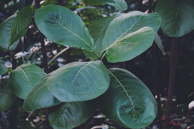 High angle view of plant leaves on field