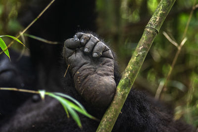 Close-up of monkey on rock