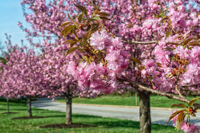 Close-up of pink cherry blossoms in park