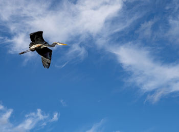 Low angle view of heron flying in sky