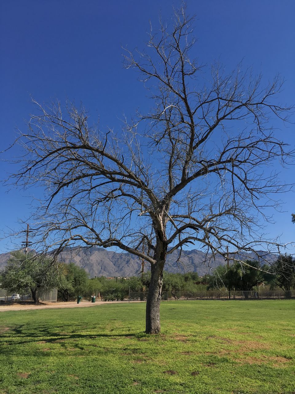 BARE TREES ON FIELD AGAINST SKY