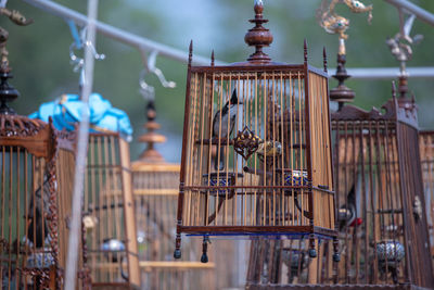 Low angle view of birds in cage