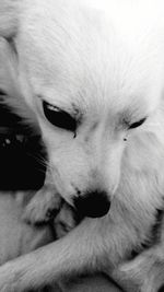 Close-up portrait of dog relaxing at home