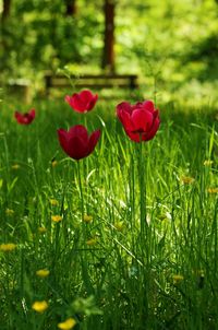 Close-up of red flowering plant in field