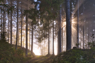 Sunlight streaming through trees in forest