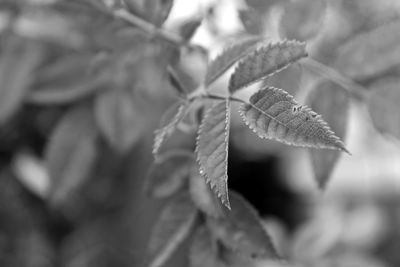 Close-up of plant