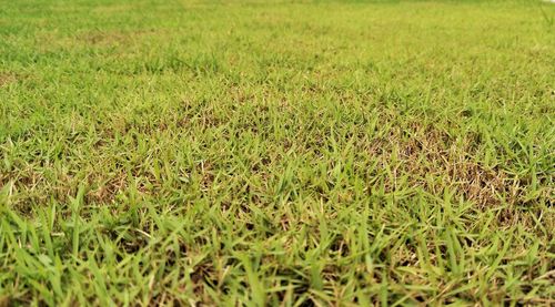 Full frame shot of grass on field