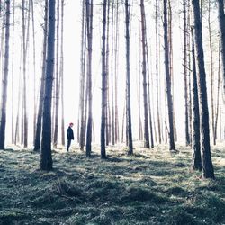 Trees in forest