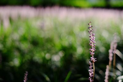 Close-up of grass